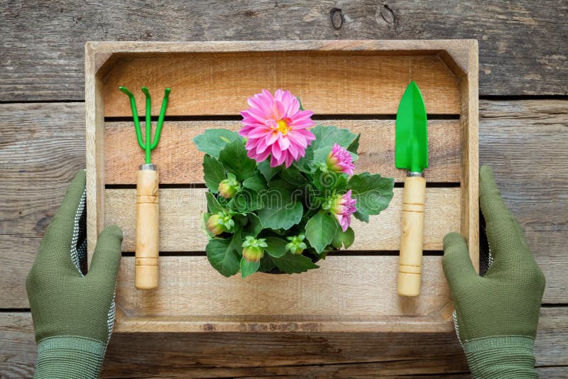 As mãos de um jardineiro nas luvas guardam uma caixa com uma dália em um potenciômetro, em uma pá e em um ancinho de flor