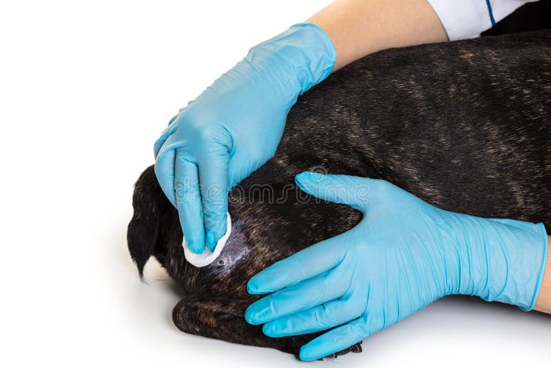 As mãos do doutor tratam a ferida do cão fotografia de stock As mãos do doutor tratam a ferida do cão fotografia de stock