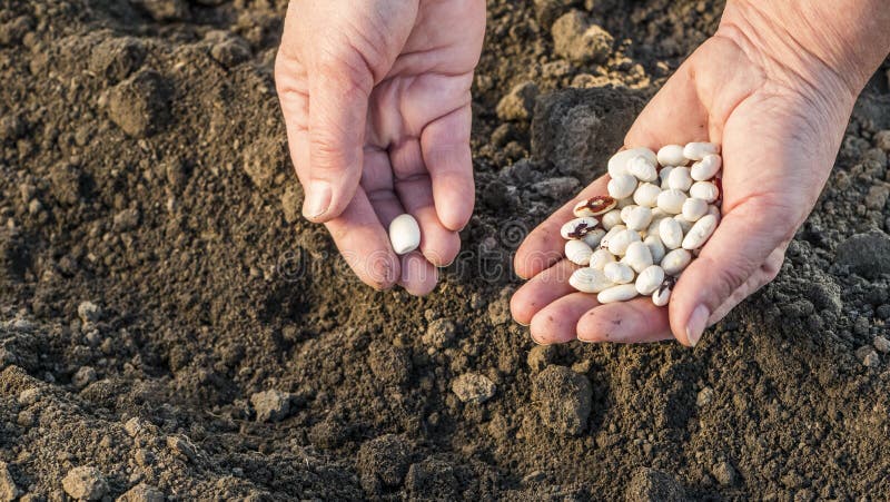 As mãos do fazendeiro com sementes do feijão sobre um campo arado imagens de stock As mãos do fazendeiro com sementes do feijão sobre um campo arado imagens de stock