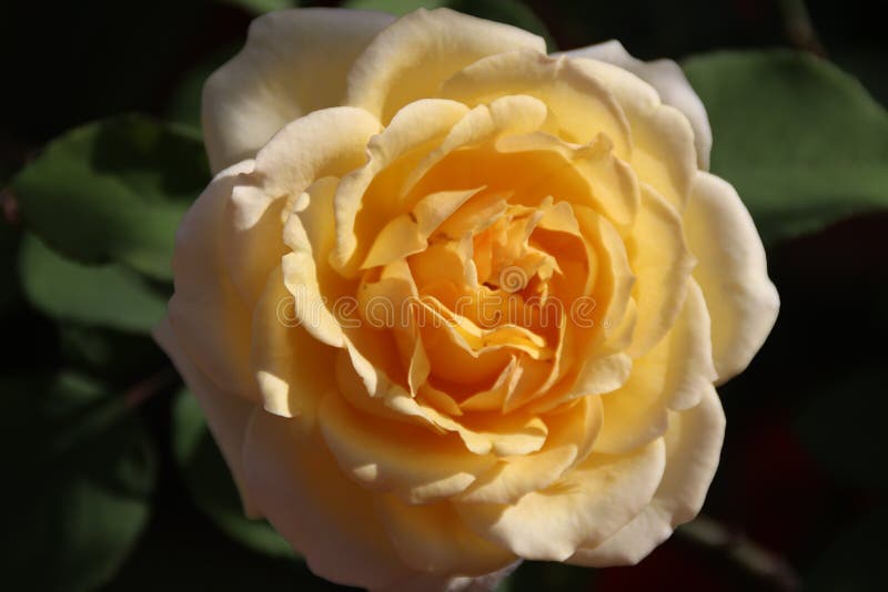 Rosa Lily Pons (Hybrid Tea Rose) Stock Image - Image of garden, colours ...