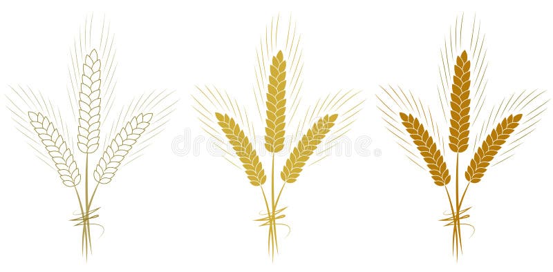 As orelhas do trigo ajustaram-se isolado na ilustração branca do vetor do fundo ilustração do vetor As orelhas do trigo ajustaram-se isolado na ilustração branca do vetor do fundo ilustração do vetor