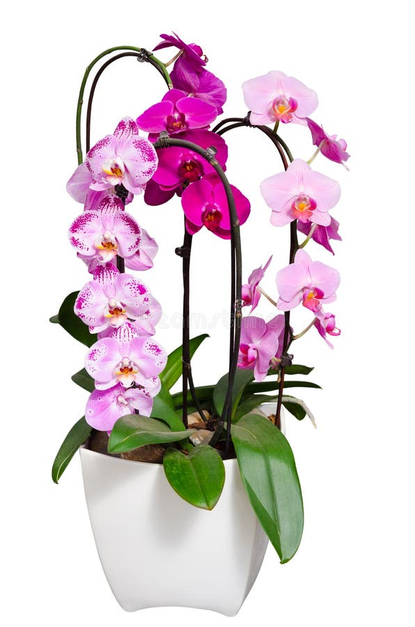 As Orquídeas Lilás Vivas Florescem No Vaso De Flores Isolado No Branco  Imagem de Stock - Imagem de verde, gomos: 32744763