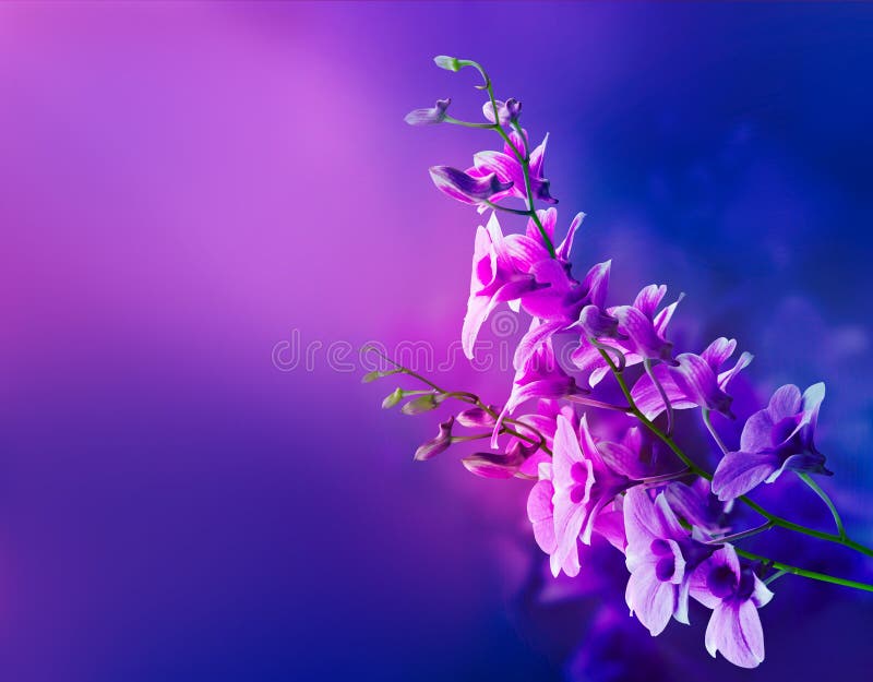 As orquídeas roxas coloridas, florescem o conceito vibrante macio e do borrão