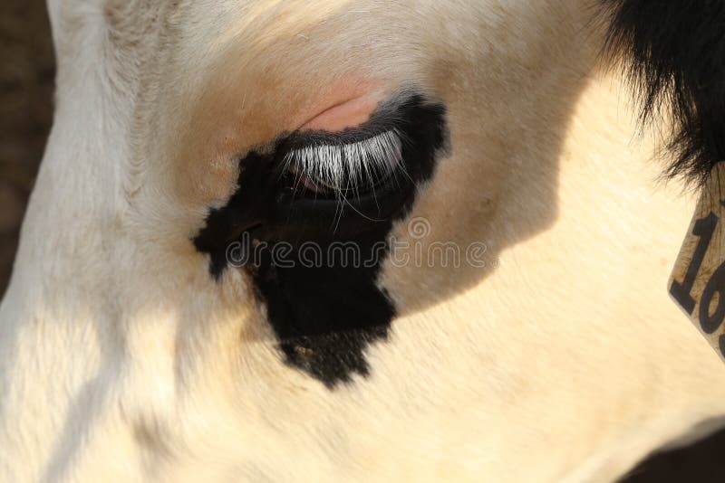 As pestanas da vida dos fazendeiros são muito longas em vacas de leiteria e as vacas mostram emoções com pestanas fotos de stock royalty free As pestanas da vida dos fazendeiros são muito longas em vacas de leiteria e as vacas mostram emoções com pestanas fotos de stock royalty free
