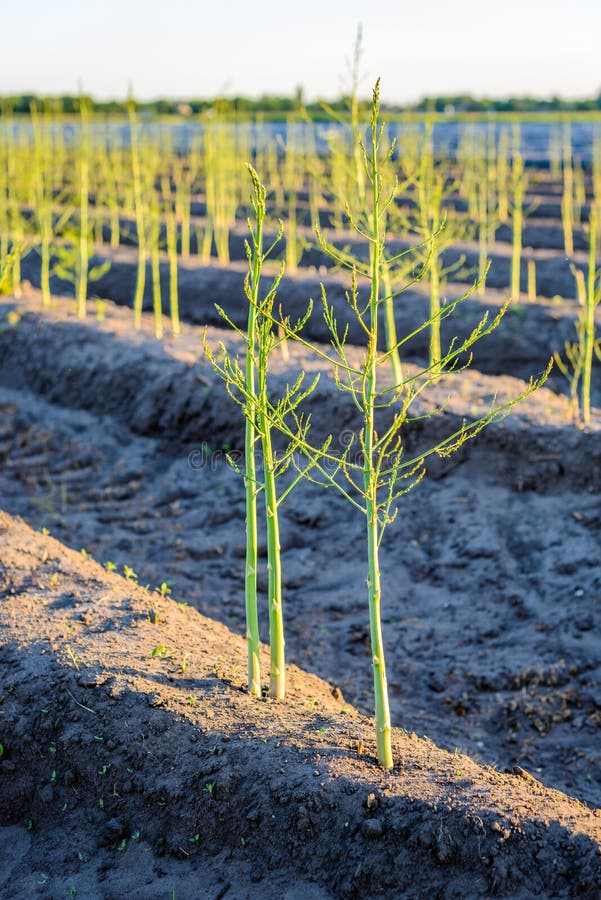 As plantas de brotamento novas do aspargo após a colheita holandesa temperam imagem de stock As plantas de brotamento novas do aspargo após a colheita holandesa temperam imagem de stock