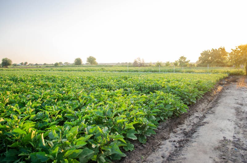 As plantações da beringela crescem no campo fileiras vegetais Cultivo, agricultura Paisagem com terra agrícola colheitas fotografia de stock As plantações da beringela crescem no campo fileiras vegetais Cultivo, agricultura Paisagem com terra agrícola colheitas fotografia de stock
