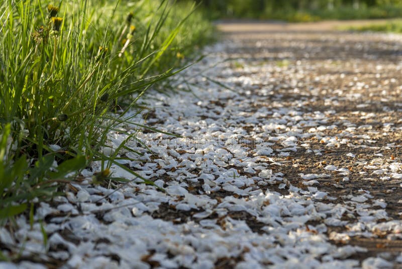As pétalas caídas das macieiras na pista imagem de stock