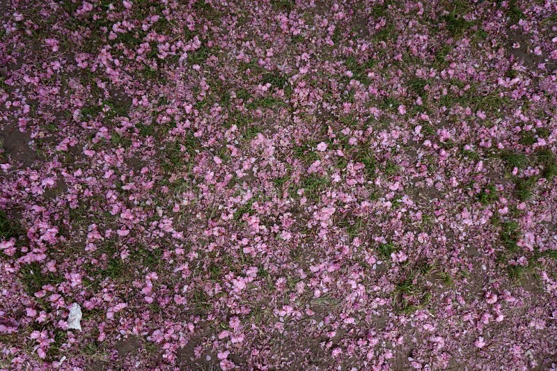 As pétalas caídas da cerejeira-sakura na relva fotografia de stock royalty free