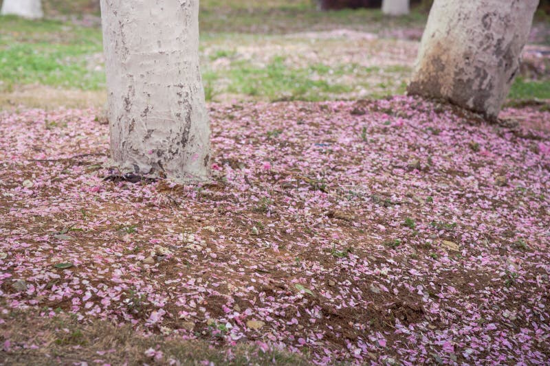 As pétalas caídas de cherrysakura imagem de stock