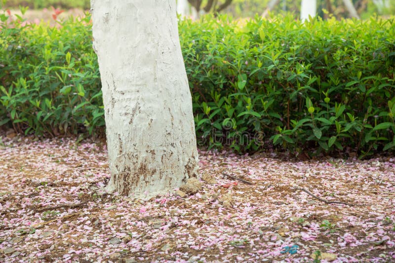 As pétalas caídas de cherrysakura foto de stock