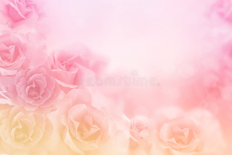 As rosas cor-de-rosa bonitas florescem a beira no fundo macio para o Valentim