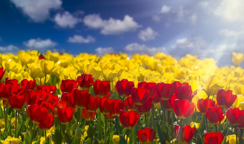 tulipas Sun-embebidas fotografia de stock royalty free tulipas Sun-embebidas fotografia de stock royalty free