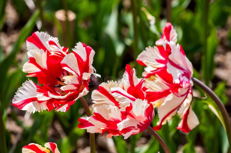 As tulipas do papagaio imagens de stock As tulipas do papagaio imagens de stock