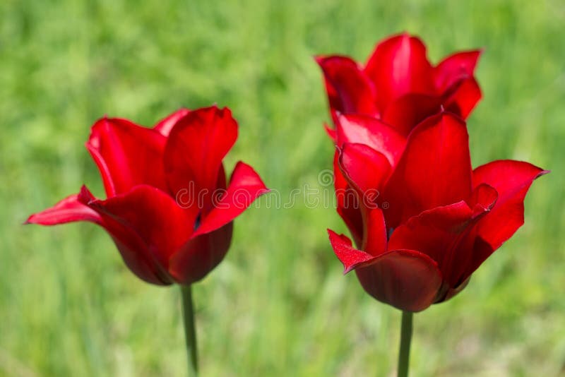 As tulipas vermelhas da flor fecham-se acima no jardim foto de stock As tulipas vermelhas da flor fecham-se acima no jardim foto de stock