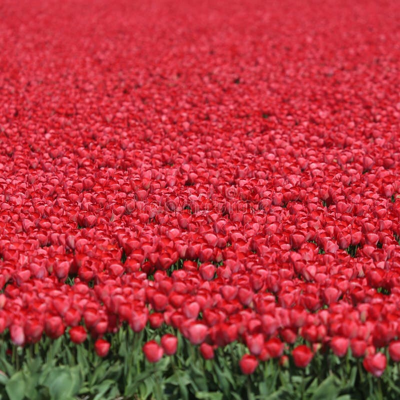 As Tulipas Vermelhas Do Campo De Flor Da Tulipa Da Mola Florescem Em Países  Baixos Foto de Stock - Imagem de campos, flor: 66483328