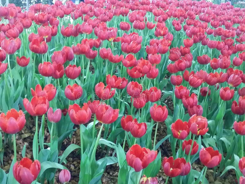 As tulipas vermelhas são flor completa Muito bonito no jardim foto de stock As tulipas vermelhas são flor completa Muito bonito no jardim foto de stock