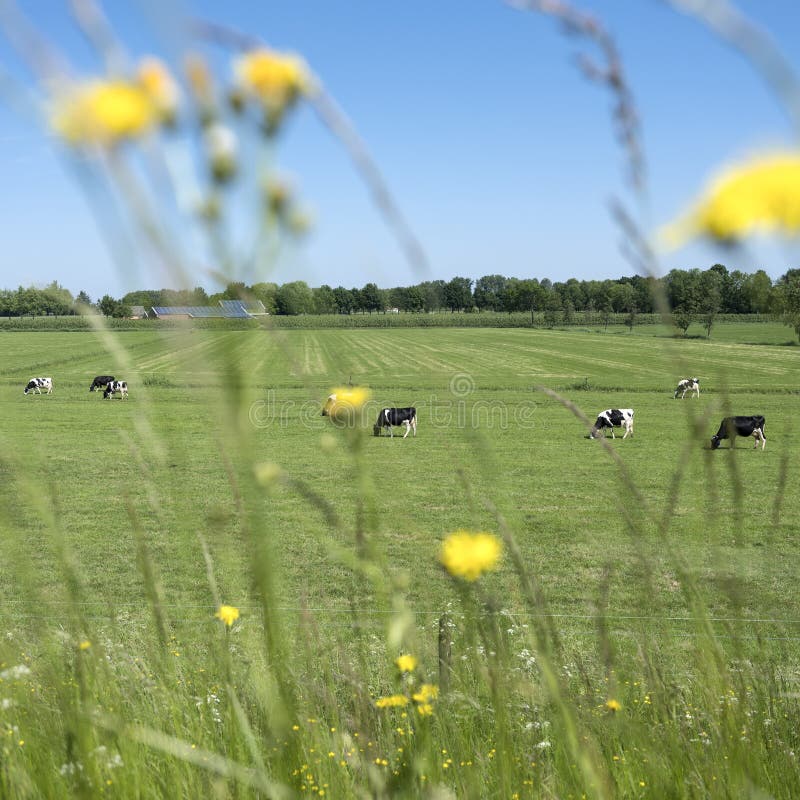 As vacas manchadas preto e branco no prado gramíneo verde com painéis solares cobriram a exploração agrícola e o céu azul no dia fotos de stock As vacas manchadas preto e branco no prado gramíneo verde com painéis solares cobriram a exploração agrícola e o céu azul no dia fotos de stock