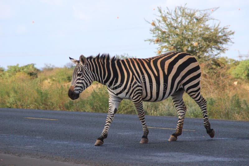 As zebras cruzam a estrada no parque nacional de Tsavo kenya fotos de stock As zebras cruzam a estrada no parque nacional de Tsavo kenya fotos de stock