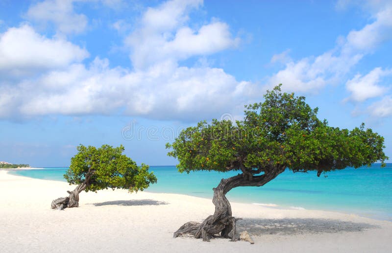 As árvores de Divi Divi na águia encalham em Aruba imagem de stock As árvores de Divi Divi na águia encalham em Aruba imagem de stock