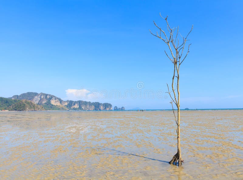 As árvores dos manguezais morrem foto de stock As árvores dos manguezais morrem foto de stock