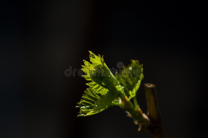 As ?rvores e as flores crescem em um jardim na primavera Bot?es verdes em ramos das folhas grupos Plantas da casa nave Fundo fotografia de stock As ?rvores e as flores crescem em um jardim na primavera Bot?es verdes em ramos das folhas grupos Plantas da casa nave Fundo fotografia de stock