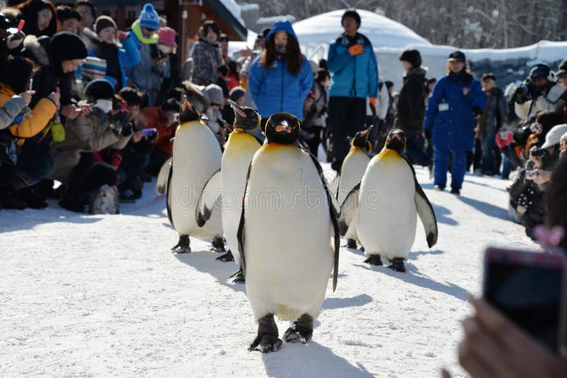 Asahiyama Zoo