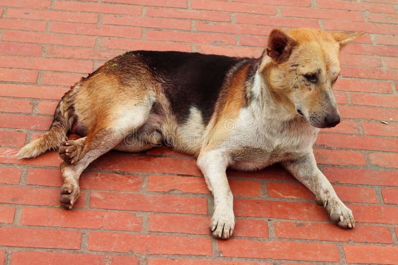 Bangladeshi Dog Stock Photos Free Royalty Free Stock Photos From bangladeshi-dog-stock-photos-free-royalty-free-stock-photos-from