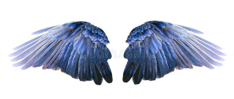 Asas azuis foto de stock royalty free Asas azuis foto de stock royalty free