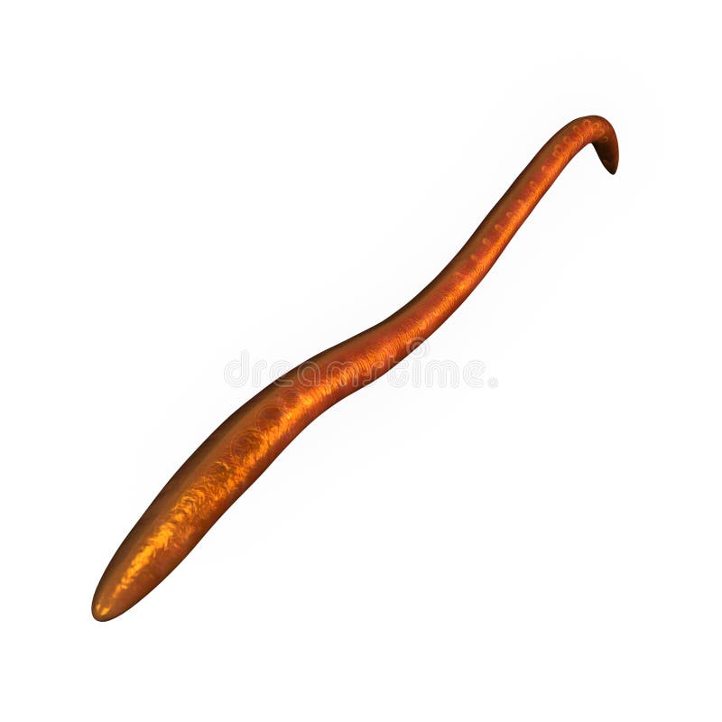 Ascaris annelids