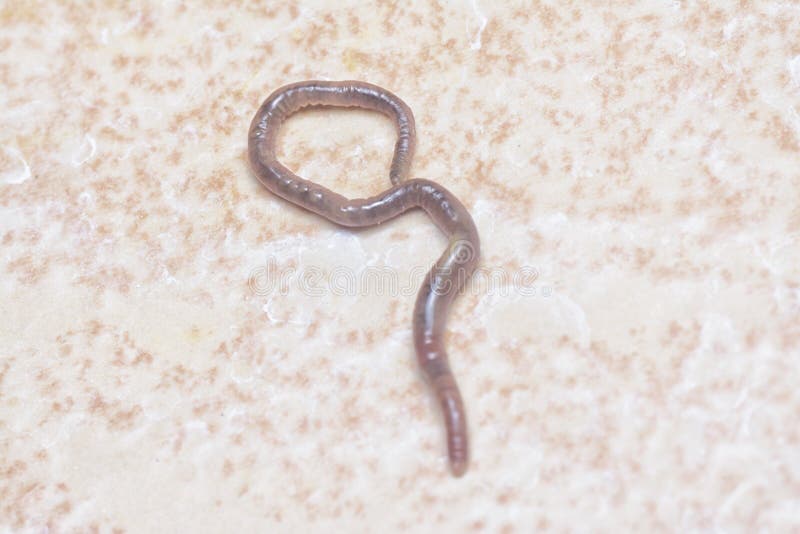Ascaris the Parasitic Nematode Worm. Stock Photo - Image of magnification,  lumen: 215697876