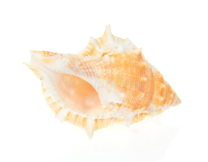Ascendente cercano del Seashell fotografía de archivo libre de regalías Ascendente cercano del Seashell fotografía de archivo libre de regalías