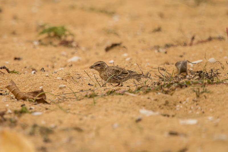 Aschig-gekrönter Spatz Lark Eremopterix Griseus Sri Lanka stockbild Aschig-gekrönter Spatz Lark Eremopterix Griseus Sri Lanka stockbild