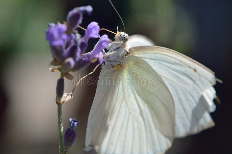 Ascia limona white butterfly