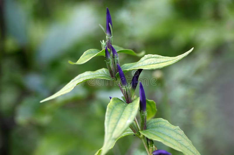 asclepiadea植物gentiana杨柳 免版税库存图片 asclepiadea植物gentiana杨柳 免版税库存图片