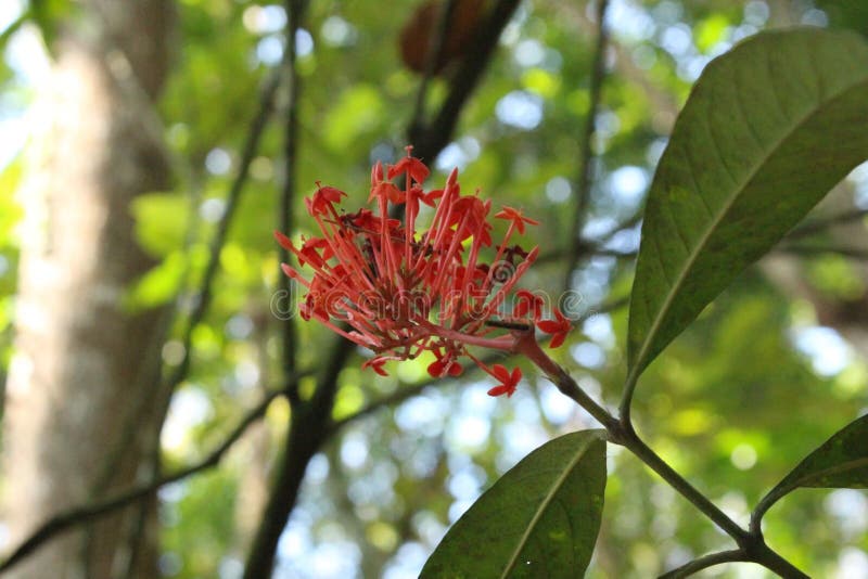 Asclepias Flowers that Grows Well in Nature Stock Image - Image of ...