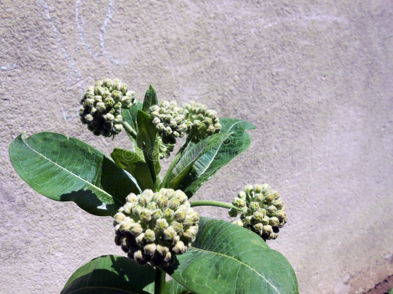 Asclepias Syriaca Common Silk Weed Stock Photo Image of neutral