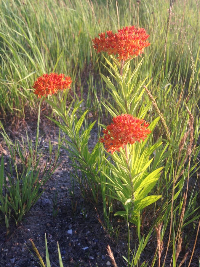 Asclepias Tuberosa Flowers.