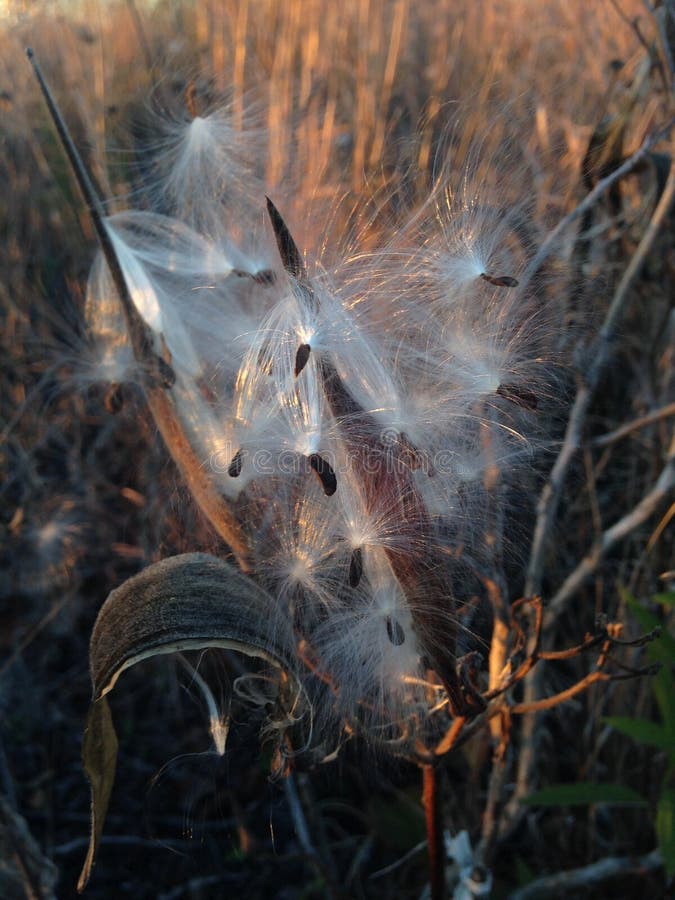 Asclepius Curassavica Plant Seedpod con las semillas durante puesta del sol en la caída fotografía de archivo libre de regalías Asclepius Curassavica Plant Seedpod con las semillas durante puesta del sol en la caída fotografía de archivo libre de regalías