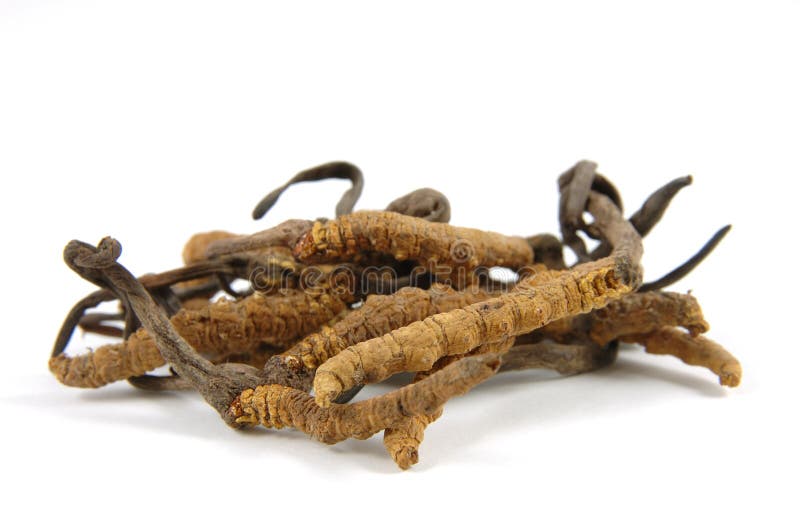 ascomycete cordyceps grzybów rodzaju zdjęcia stock ascomycete cordyceps grzybów rodzaju zdjęcia stock