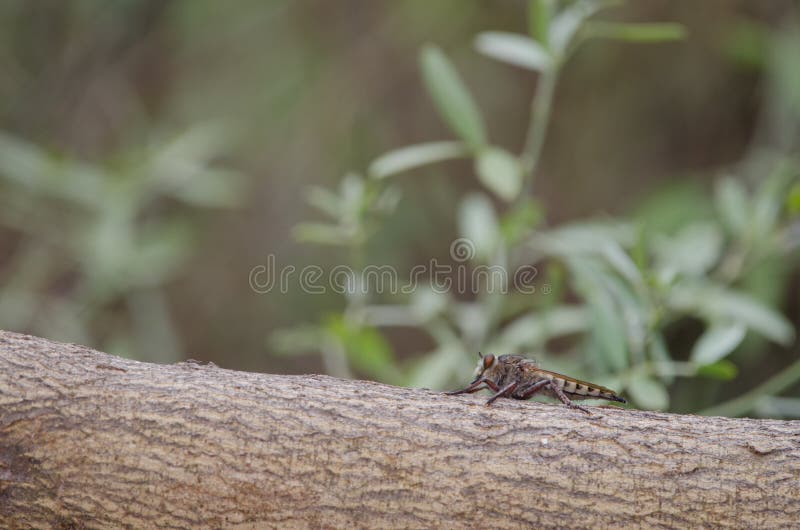 Mosca asesina imágenes de archivo libres de regalías