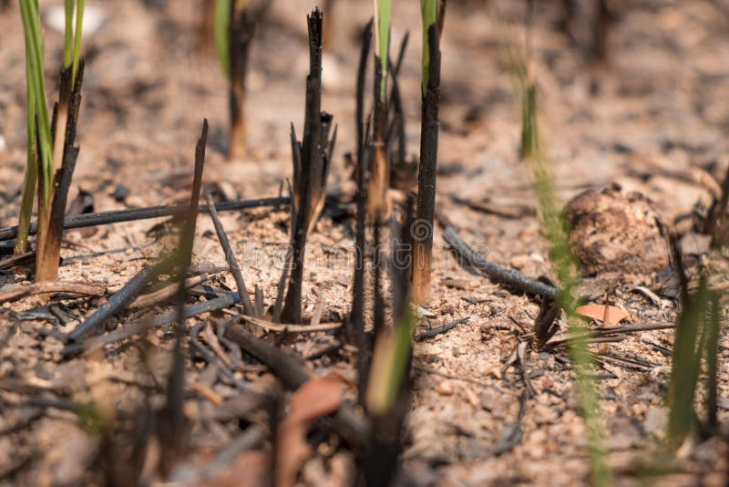 Ash and Burned Grass Field Ground after Fire. Stock Photo Image of