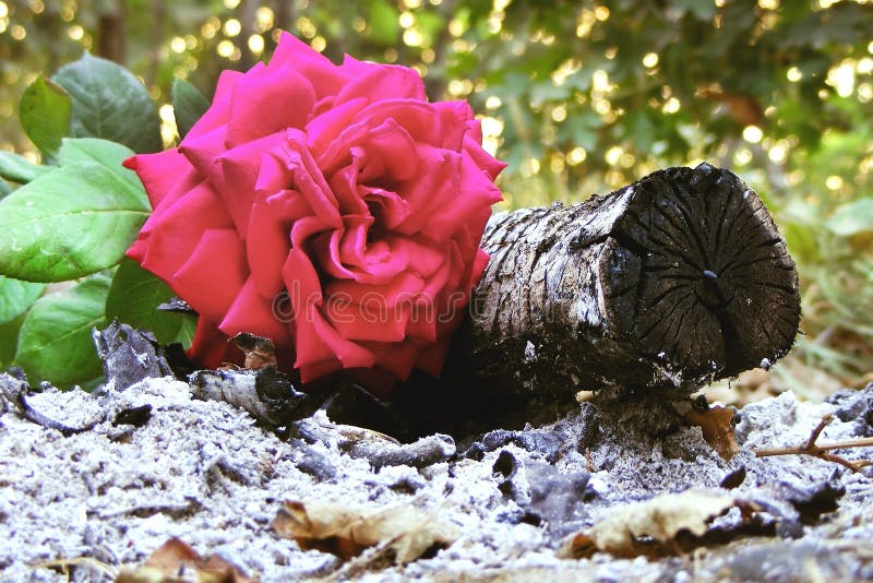 Ash and rose stock photo. Image of firewood, flower, death 41837080