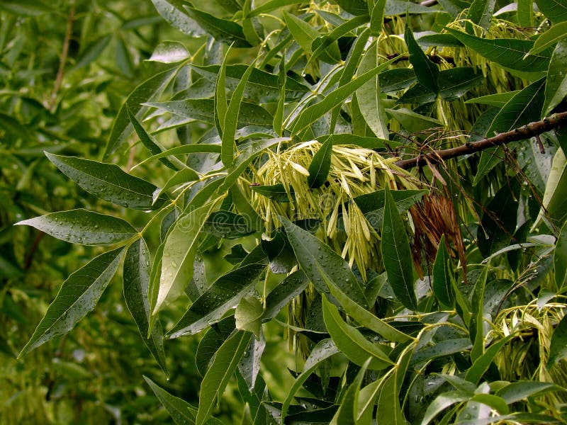 Ash-tree branch with new and old seeds