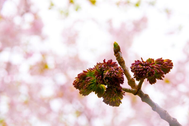 Ash tree buds at spring stock photo. Image of branch 30655338