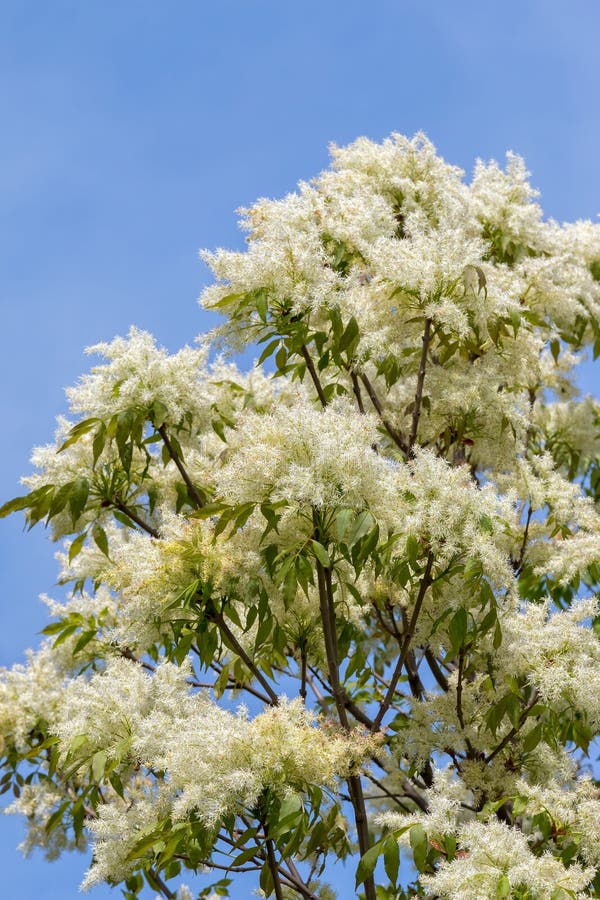 Ash tree flowers stock image. Image of oleaceae, leaves 62389945