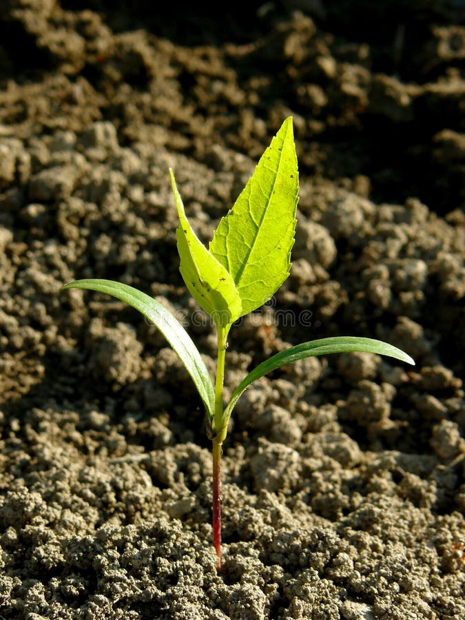 Small ash-tree seedling with first true leaves