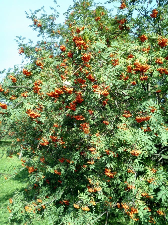 Ashberry at dry sunny day stock image. Image of bacca - 112879863