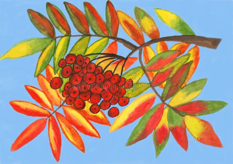 Hand painted picture, gouache - ashberry with leaves. Hand painted picture, gouache - ashberry with leaves.