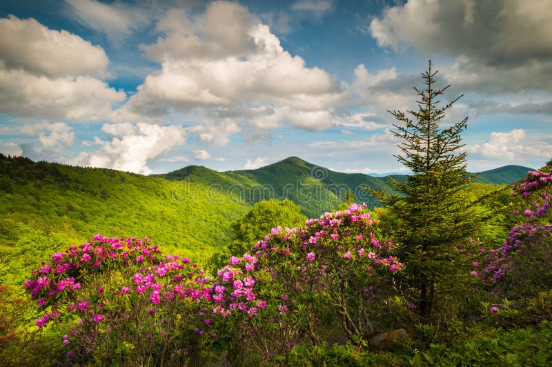 Asheville de Bloemen Sceni van het Noordencarolina blue ridge parkway spring royalty-vrije stock foto Asheville de Bloemen Sceni van het Noordencarolina blue ridge parkway spring royalty-vrije stock foto