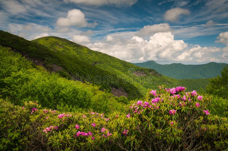 Asheville Nord-Carolina Blue Ridge Parkway Spring blüht Sceni lizenzfreie stockfotos Asheville Nord-Carolina Blue Ridge Parkway Spring blüht Sceni lizenzfreie stockfotos